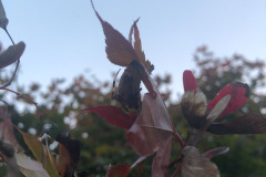 Signature spider hiding under the leaf...