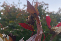 Signature spider hiding under the leaf...