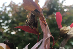 Signature spider hiding under the leaf...