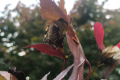 Signature spider hiding under the leaf...