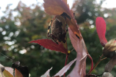 Signature spider hiding under the leaf...