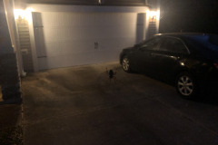 This spider managed to hang a web across the driveway anchored to two trees...
