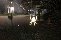 Getting up close and personal to the spider and its web...