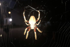 Getting up close and personal to the spider and its web...