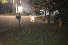 This was an impressive location for the web!