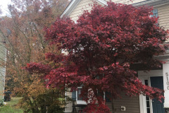 emw_20241126_074140_Trees_0001 emw_20241126_074140_Trees_0001