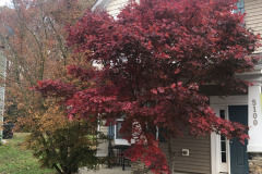 emw_20241126_074141_Trees_0002 emw_20241126_074141_Trees_0002