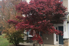 emw_20241126_074145_Trees_0003 emw_20241126_074145_Trees_0003