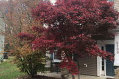 emw_20241126_074149_Trees_0004 emw_20241126_074149_Trees_0004