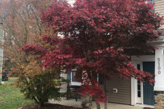 emw_20241126_074152_Trees_0005 emw_20241126_074152_Trees_0005