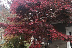 emw_20241126_074208_Trees_0007 emw_20241126_074208_Trees_0007