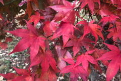 emw_20251113_161005_iPhrenalia_0012