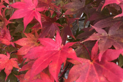 emw_20251113_161040_iPhrenalia_0016