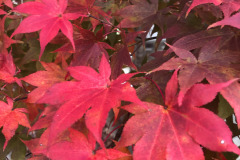 emw_20251113_161043_iPhrenalia_0017