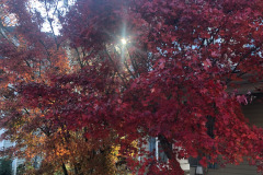 emw_20251116_150651_iPhrenalia_0001