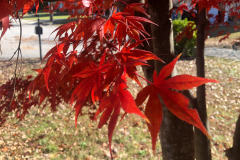 emw_20251117_113244_iPhrenalia_0016