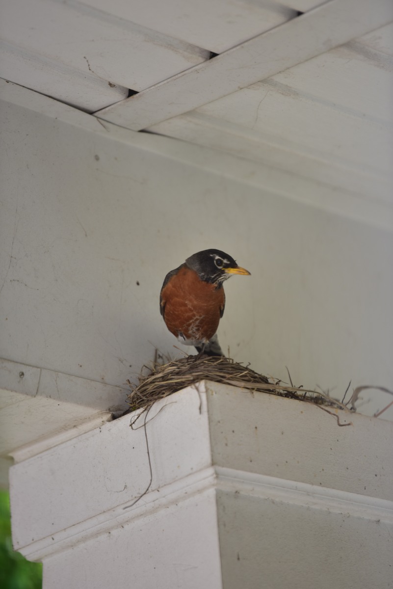 From the “Don’t Mess With My Eggs” Dept: