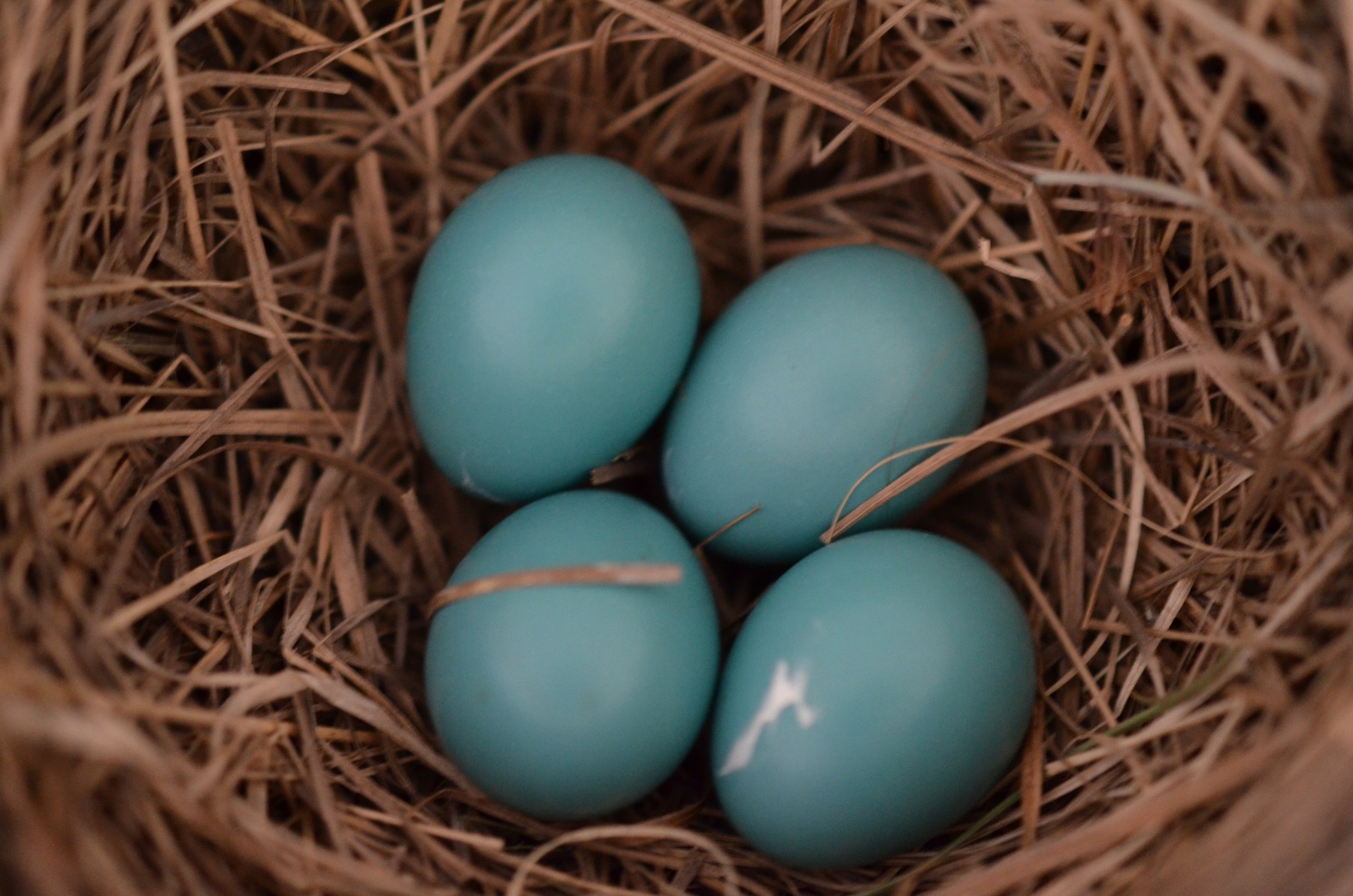 From the “Continuing Saga of Lady Robin” Dept: