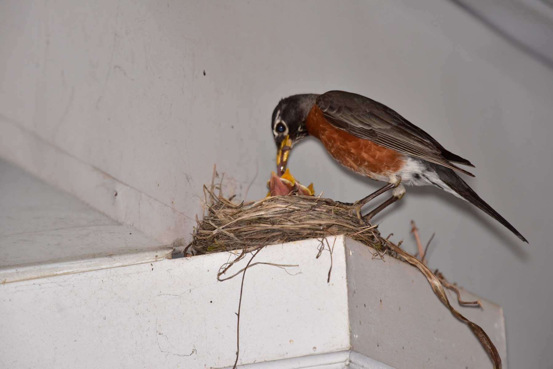 From the “Continuing Saga of Lady Robin’s Manor” Dept: