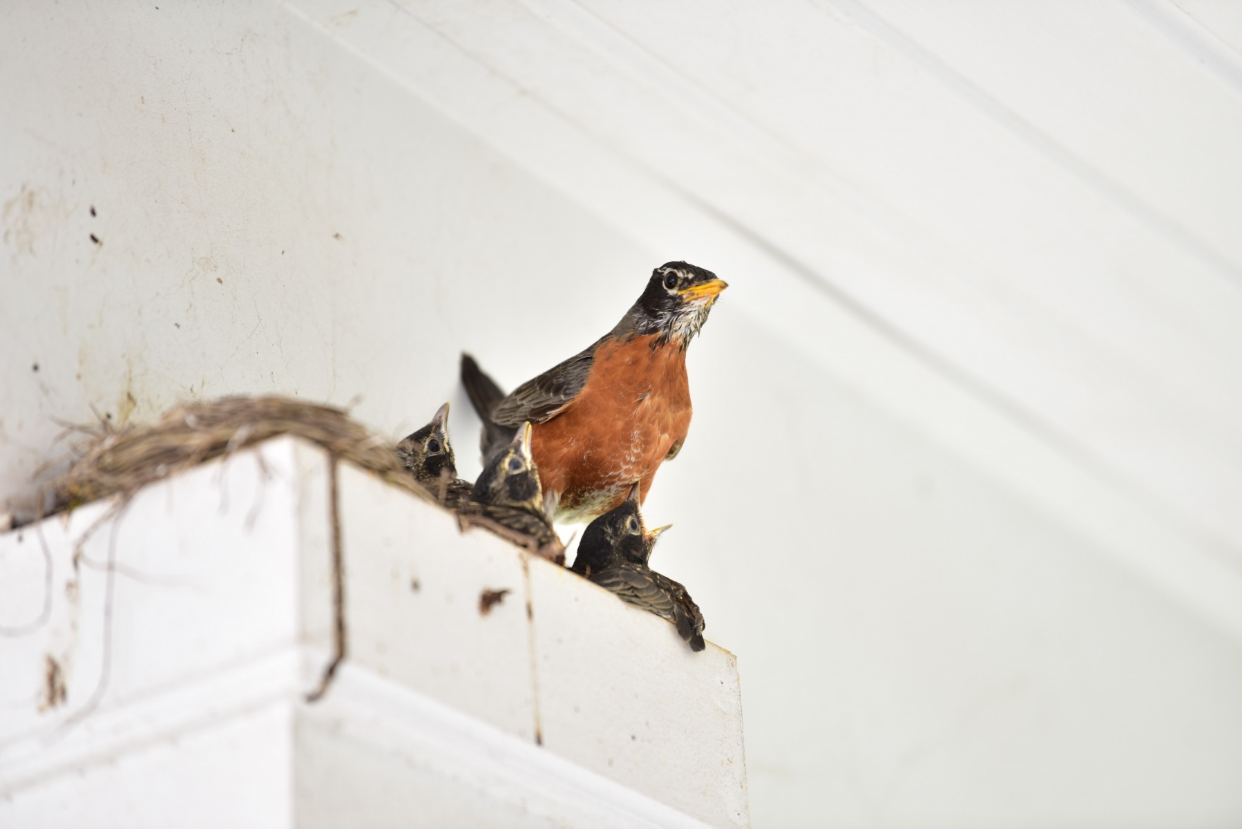 From the “The USS Robin Is Getting Awfully Crowded” Dept: