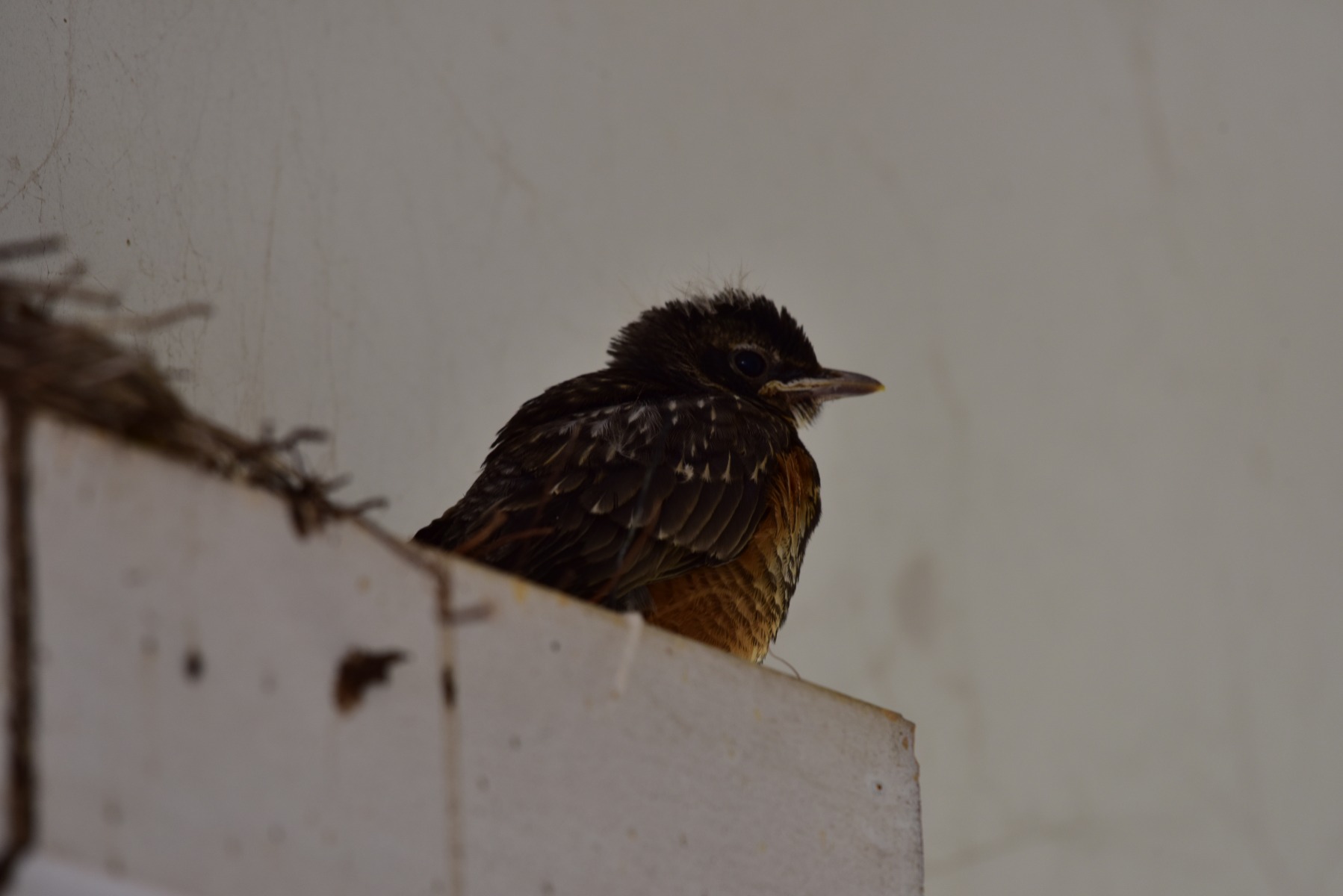 From the “Lovely Day For Some Flying Lessons” Dept: