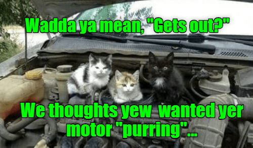 From the “When Someone Says Their Engine Is Purring, This Isn’t What They Usually Mean!” Dept: