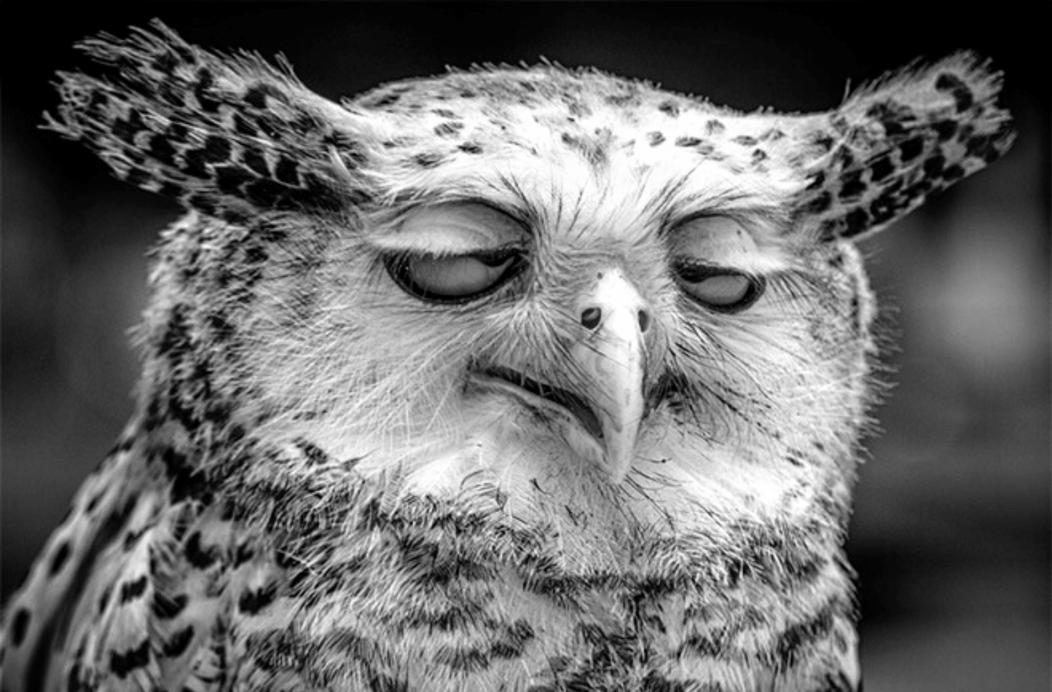 From the “MCHL Season XII – Happy {hic!} Superb Owl Hangover {hic!} Day!” Dept: