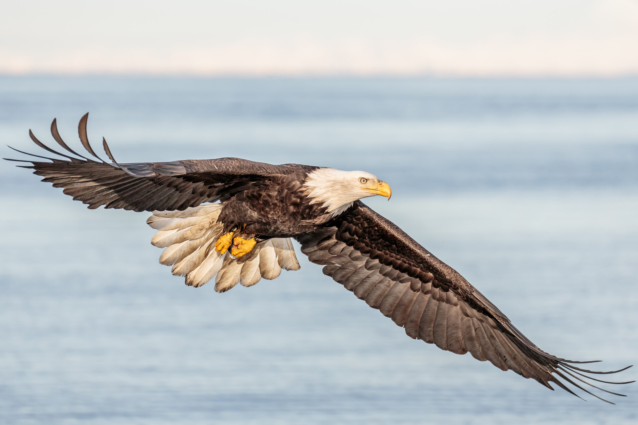 From the “Fly Like An Eagle!” Dept: